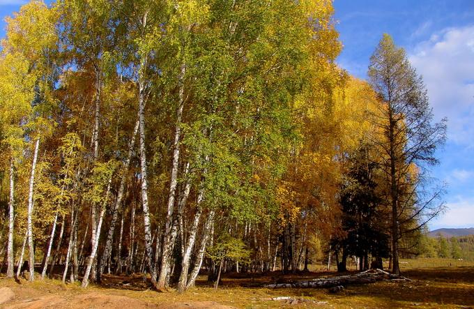 樺樹葉和種子可作為化妝品生產(chǎn)原料了