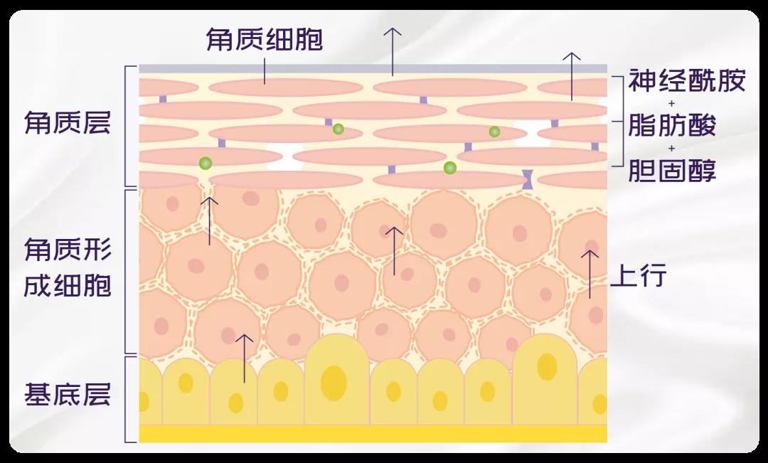 化妝品OEM廠家告訴你日常護(hù)膚有必要經(jīng)常去角質(zhì)嗎？