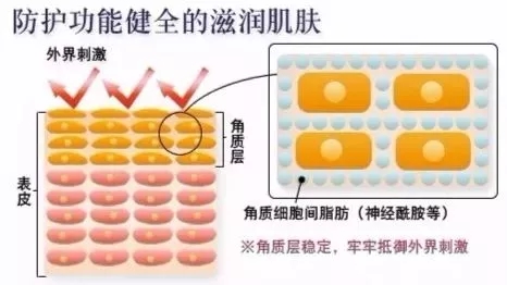 神經(jīng)酰胺的屏障防護(hù)作用